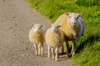 One large sheep and two younger sheep on a country lane