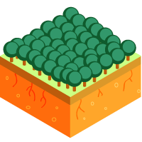 a cross section of a forest